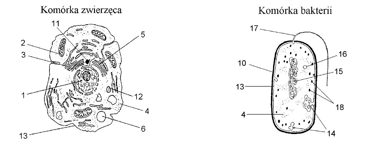 Porównanie budowy komórki prokariotycznej i eukariotycznej.