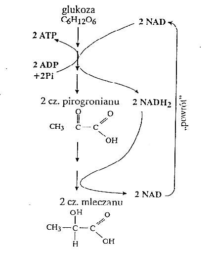 Zadanie 12.