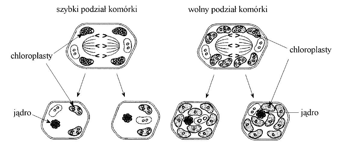 Od czego zależy intensywność podziałów komórkowych?