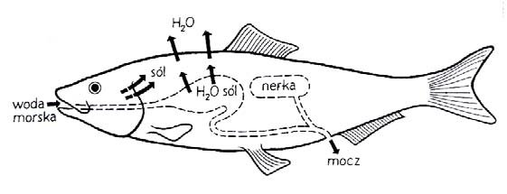 Osmoregulacja u ryb żyjących w wodzie morskiej.