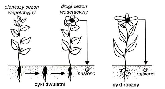 Rozwój roślin rocznych i dwuletnich.