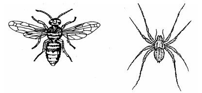Różnice w budowie morfologicznej owadów i pająków
