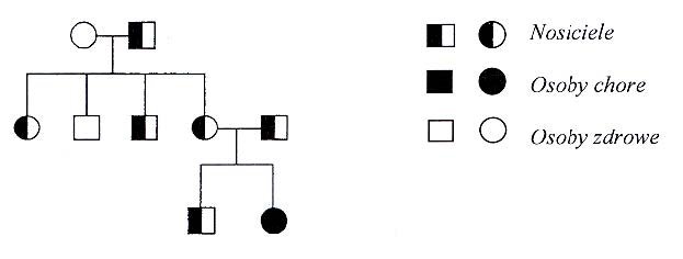Schemat dziedziczenia. Rodowód genetyczny.