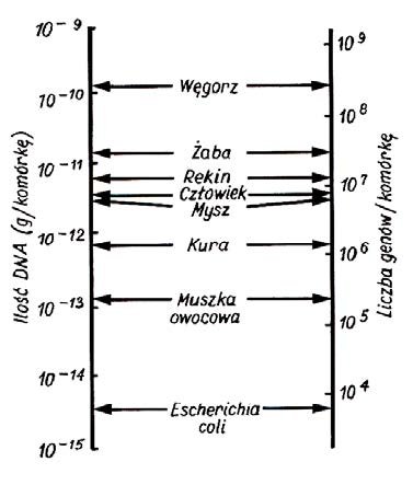 Zawartość DNA w jądrze oraz liczbę genów w genomie…