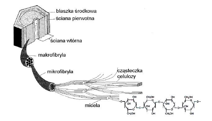 Budowa ściany komókowej roślin. Micele, mikrofibryle, makrofibryle.