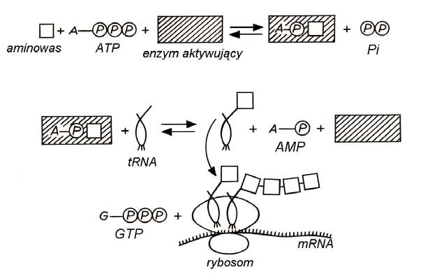 Szlak aktywacji aminokwasów w procesie translacji.