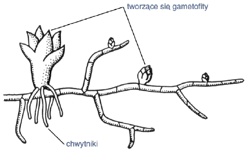 Rozmnażanie mchów, znaczenie występowania w zwartych skupiskach