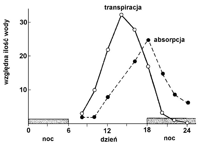 Bilans transpiracji i absorpcji wody.