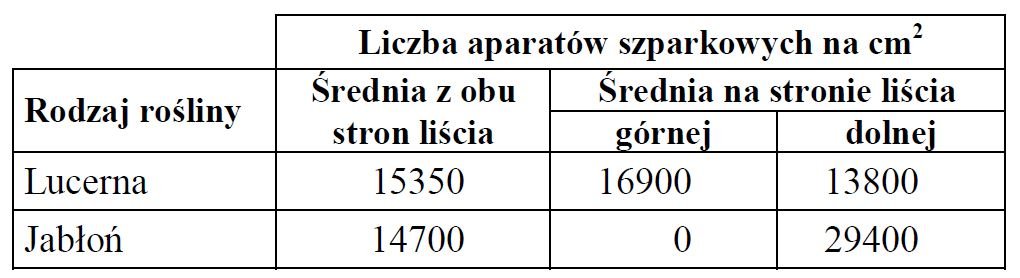 Zagęszczenie aparatów szparkowych na powierzchni liścia.