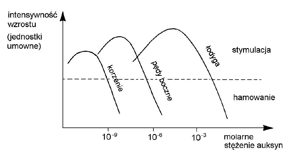 Wpływ stężenia auksyn na intensywność wzrostu.