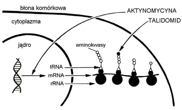 Regulacja translacji, wpływ leków.