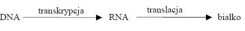 Transkrypcja i translacja. Proces biosyntezy białka.