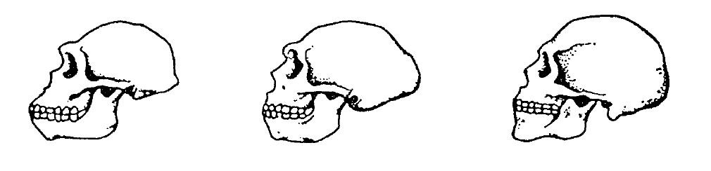 Porównanie budowy czaszek w czasie ewolucji człowiekowatych.