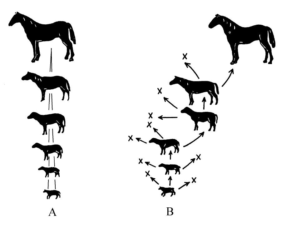 Ewolucja jako ciągły proces na przykładzie koniowatych.