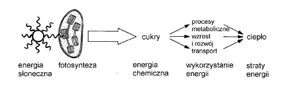 Przepływ energii w ekosystemie.