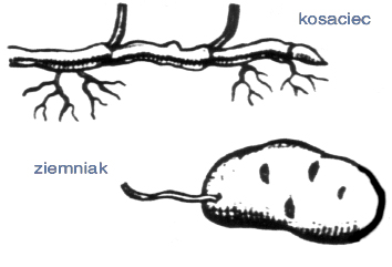 Zmodyfikowane organy podziemne ziemniaka i kosaćca