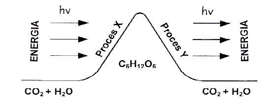 Typy reakcji metabolicznych.