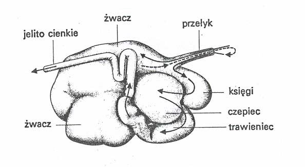 Zadanie 9.