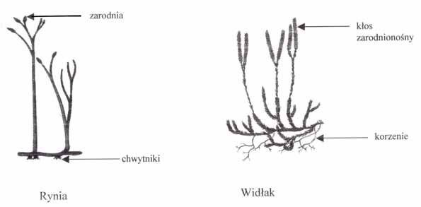 Cechy wspólne widłaków i rynii