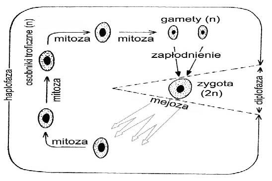 Zadanie 24.