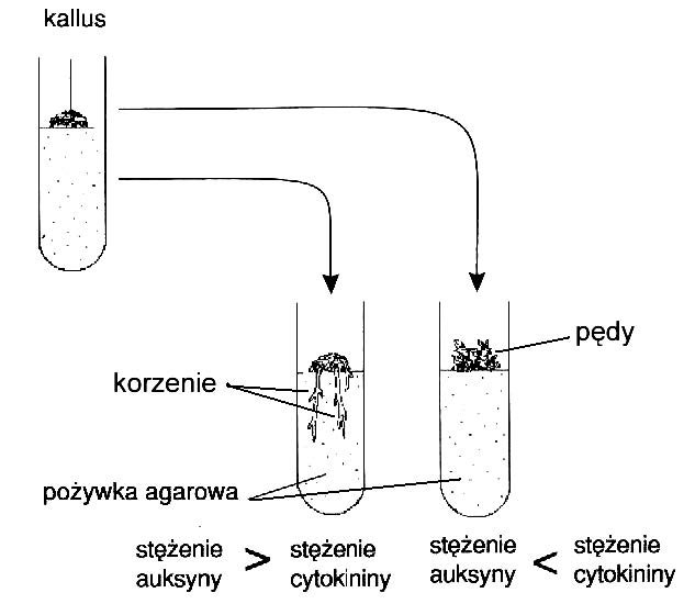 Jak stosunek stężeń cytokin i auksyn wpływa na rozwój kallusa