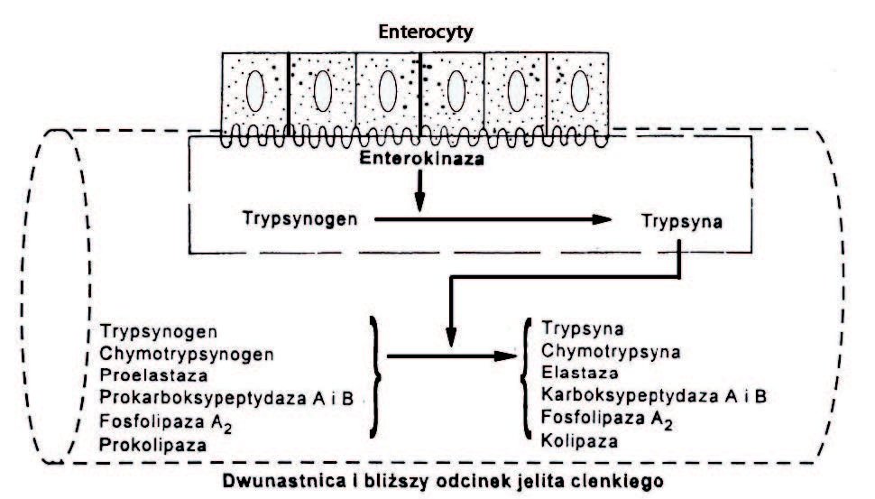 Zadanie 11.