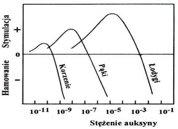 Wpływ stężenia auksyn na rozwój korzeni, pąków i łodyg