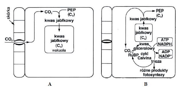 Mechanizm asymilacji dwutlenku węgla u sukulentów