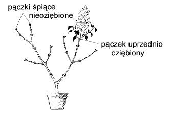 Oziębienie pączków i wpływ na ich rozwój