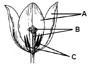 Budowa kwiatu tulipana