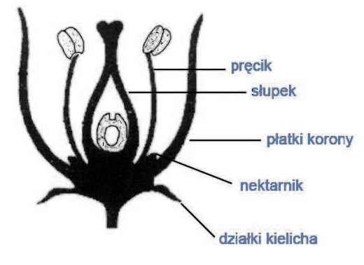 Płonne i płodne elementy budowy kwiatu