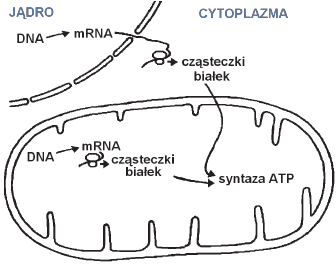 Dowód na teorię endosymbiozy na przykładzie syntezy białek syntazy ATP