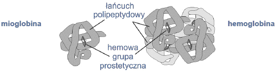 Porównanie budowy i funkcji hemoglobiny i mioglobiny.