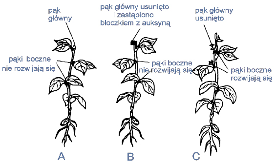 Wpływ auksyny na rozwój pąka głównego