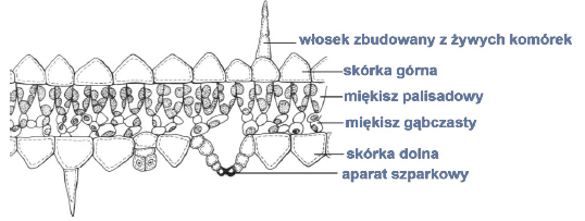 Przekrój prrzez liść higrofita