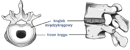 Budowa kręgów, budowa kręgosłupa.