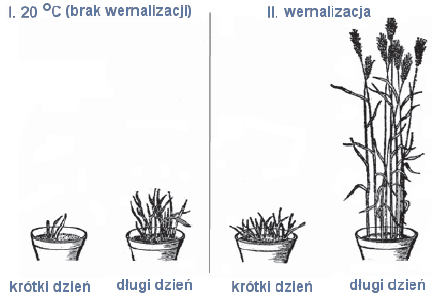 Wpływ wernalizacji na rozwój roślin