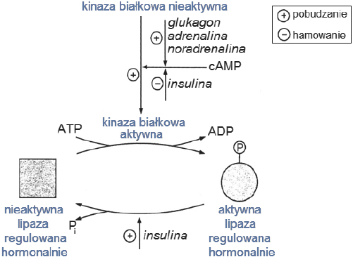 Schemat aktywacji enzymu – lipazy triacyloglicerynowej.