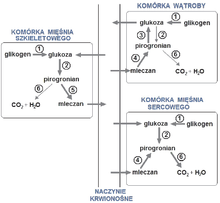 Glikogenoliza w mięśniach i wątrobie.