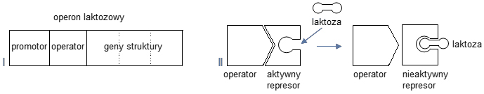 Wpływ laktozy na represor operonu laktozowego.