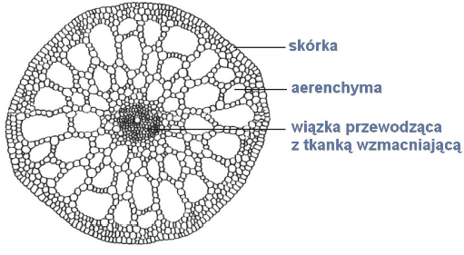 Przystosowania budowy anatomicznej łodygi do warunków środowiska