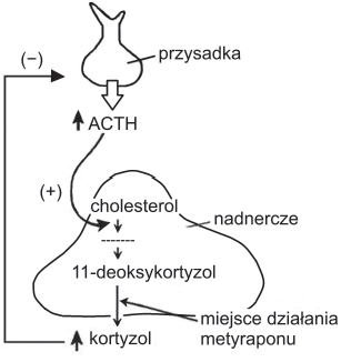 Zadanie 13.