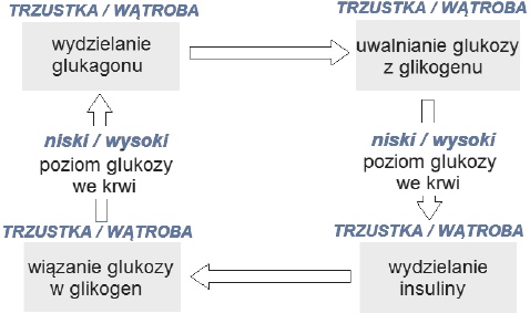 Regulacja poziomu glukozy we krwi na drodze wydzielania insuliny i glukagonu.