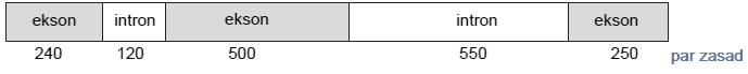 Ekspresja genu β-globiny. Obróbka potranskrypcyjna.