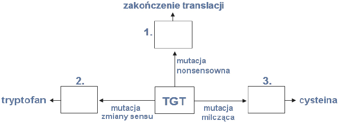 Rodzaje mutacji: nonsensowna, milcząca i zmiany sensu.