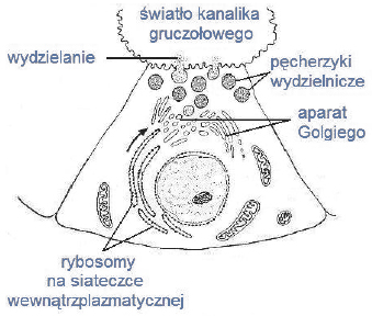 Role poszczególnych organelli komórkowych w biosyntezie enzymów trawiennych.