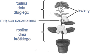Rozwój roślin dnia krótkiego i długiego w zależności od fotoperiodu