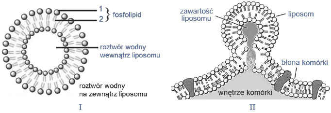 Budowa fosfolipidu i liposomu.