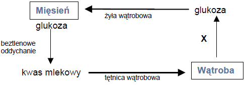 W których mięśniach powstaje kwas mlekowy?