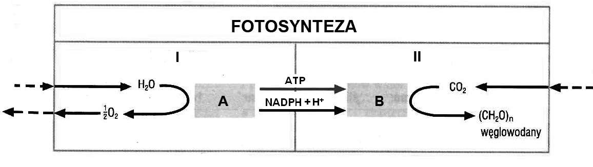 Proces fotosyntezy i struktury biorące w nim udział